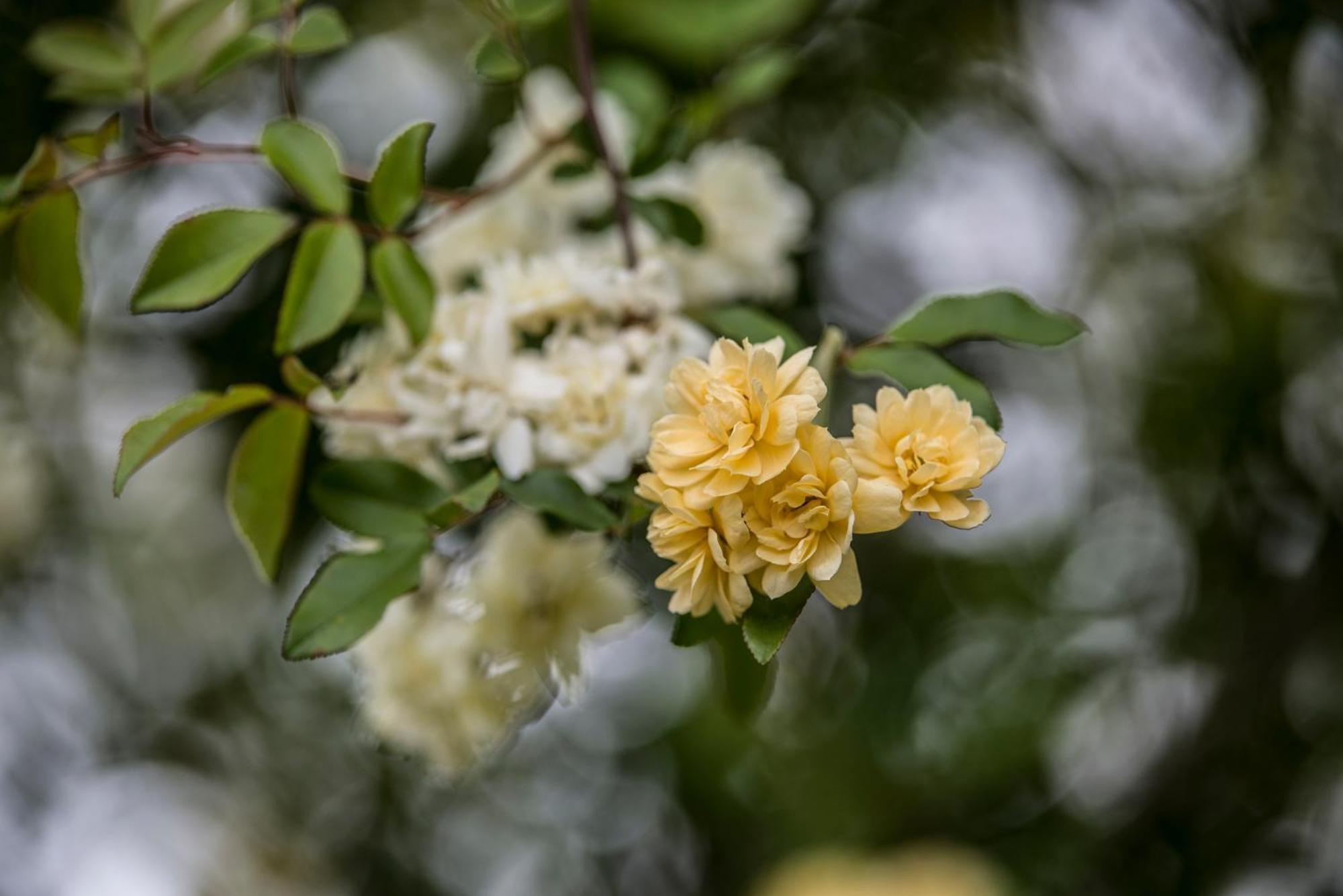 Beechworth Cedar Cottages 部屋 写真